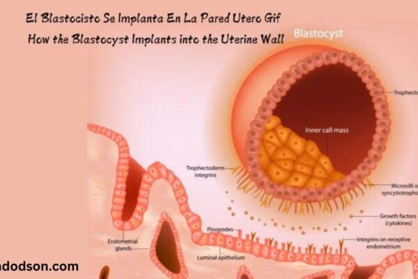 el blastocisto se implanta en la pared utero gif