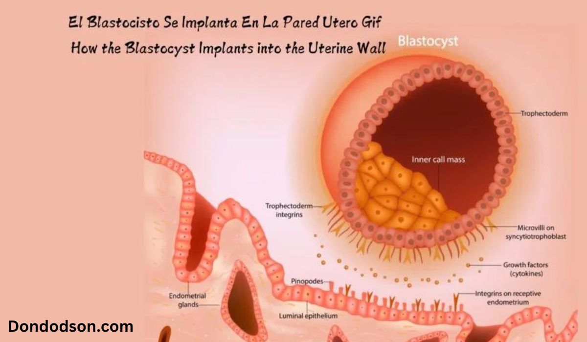 el blastocisto se implanta en la pared utero gif