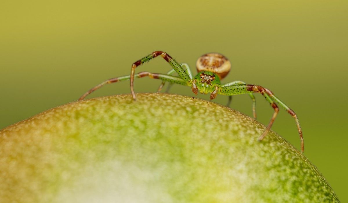 jumping spider enclosure