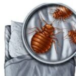 Bed Bug Removal