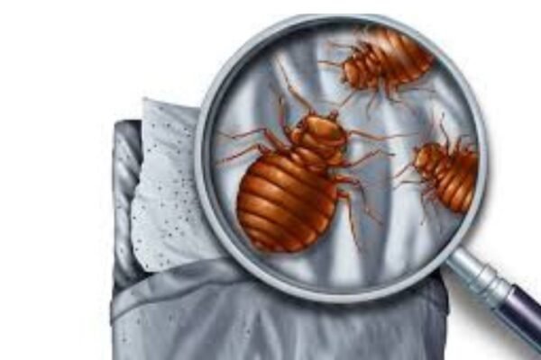 Bed Bug Removal