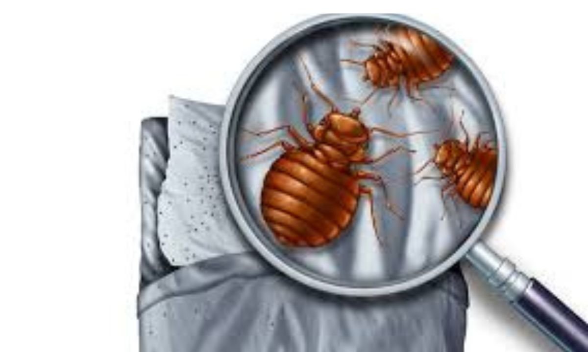 Bed Bug Removal